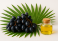 البلميط المنشاريsaw palmetto