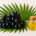 البلميط المنشاريsaw palmetto